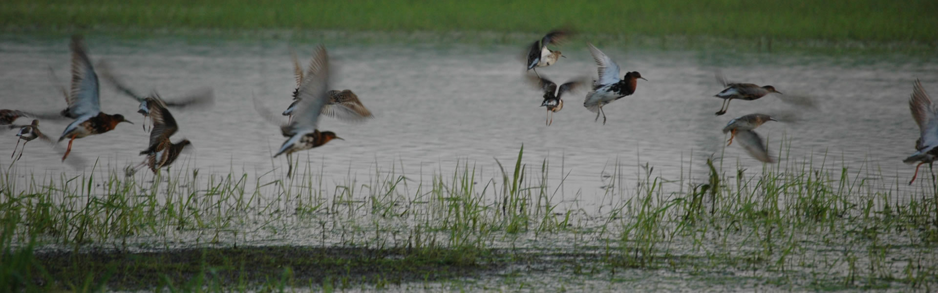 Osteuropa entdecken & erleben - nachhaltig reisen in Polen, Tschechien, Ungarn & weiteren Ländern! Enten und Vögel fliegen knapp über einem See in Polen und suchen nach Nahrung